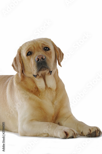 labrador allongé de trois quart en studio sur fond blanc