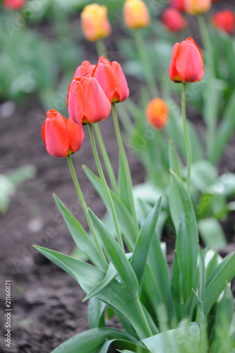 red tulips.Flowers on a lawn