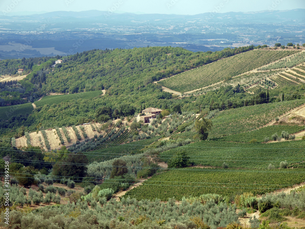 Fototapeta premium Vineyards and olive fields in Chianti, Tuscany