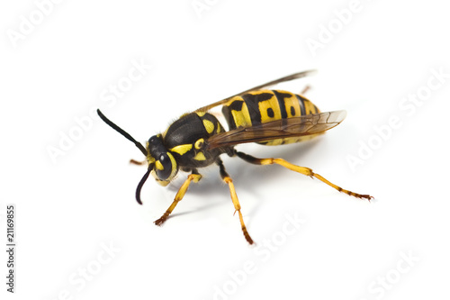 wasp © Ivan Kmit