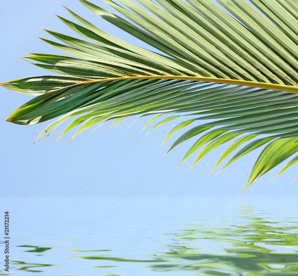 palme tropicale sur horizon bleu