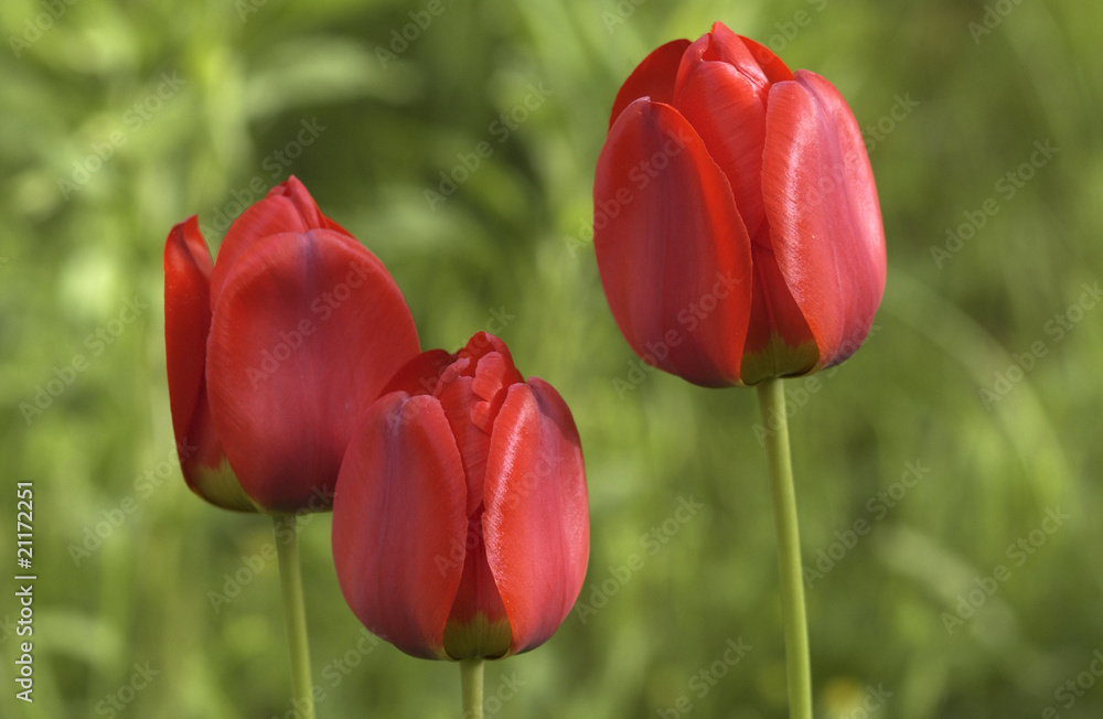 Fototapeta premium Tulpen