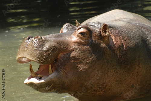 Sourire d'hippopotame, hippopotamus amphibius