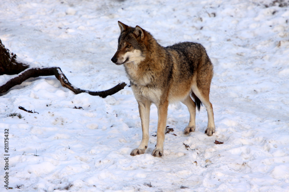 Obraz premium Wölfe im Schnee