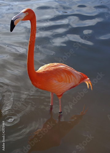 Flamingo