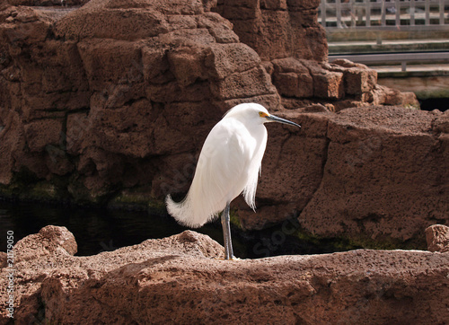 White bird
