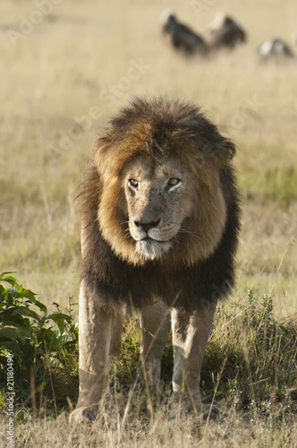African lion   Masai Mara  Kenya