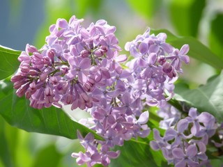 Papier peint photo Lilas Fleurs de lilas violet vibrant  © olgavolodina