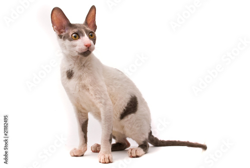 Obraz na plátně Cornish rex cat on a white background