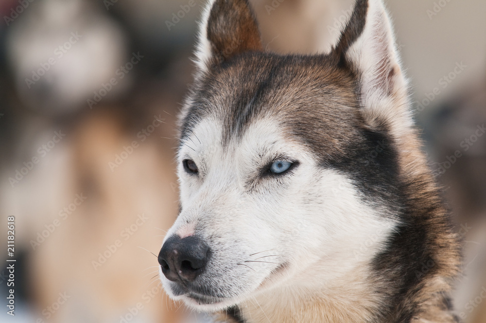 portrait de chien husky portrait de chien husky