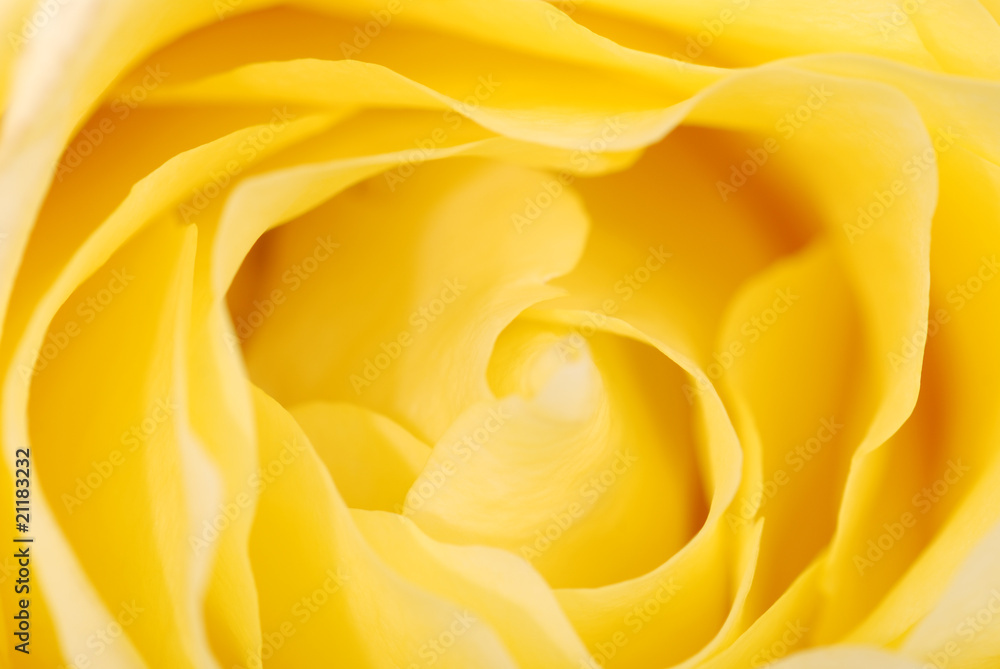 Background from a yellow rose Background from a yellow rose