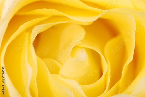 Background from a yellow rose