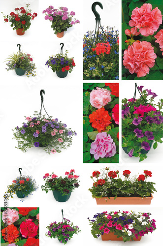 geranium, verveine et pétunia