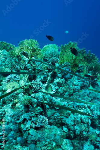 needlefish on coral reef
