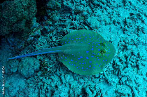 Coral reef. Blue spotted stingray