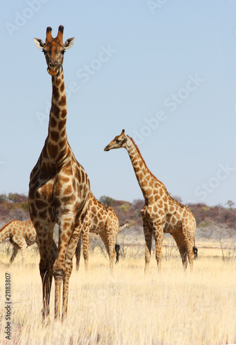 Group of giraffes