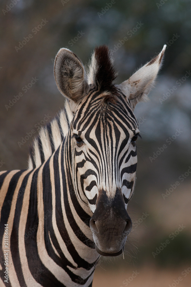 Naklejka premium Zebra portrait