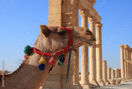 camel in Palmyra