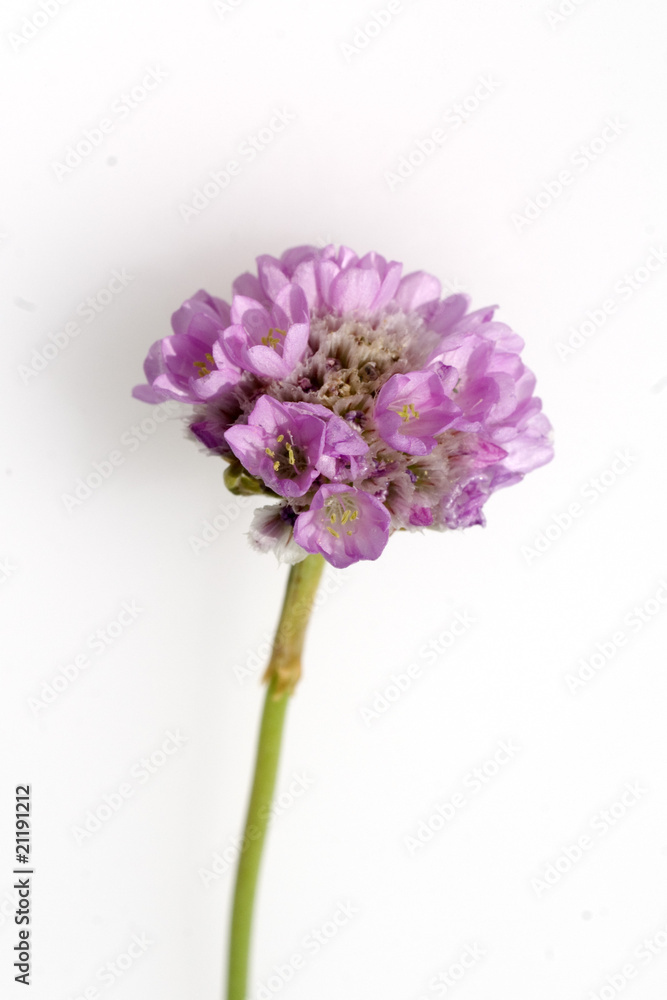 Obraz premium Strand-Grasnelke