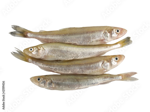 Foto European Smelt Fish (Esmerus Eperlanus). German Stint