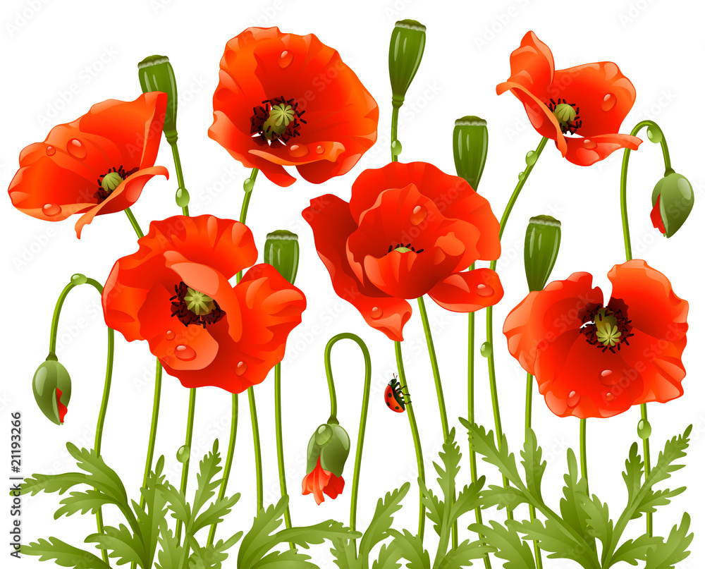 Obraz premium Spring flowers: poppy