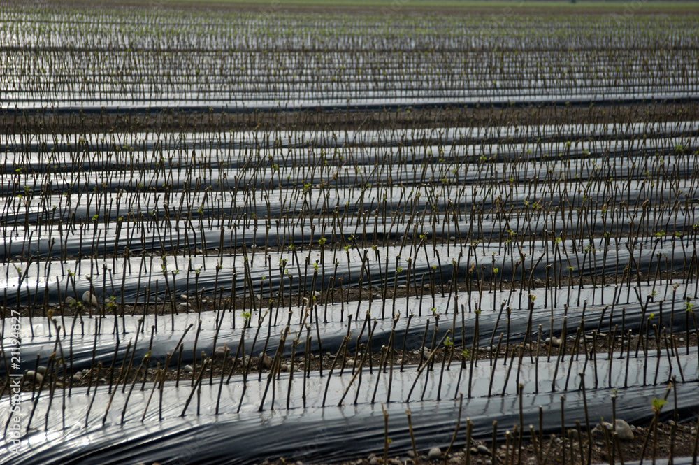 Obraz premium Campo di barbatelle