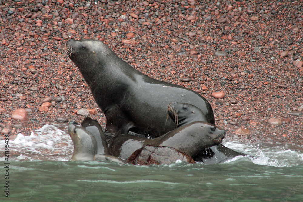 Fototapeta premium Otaries en famille