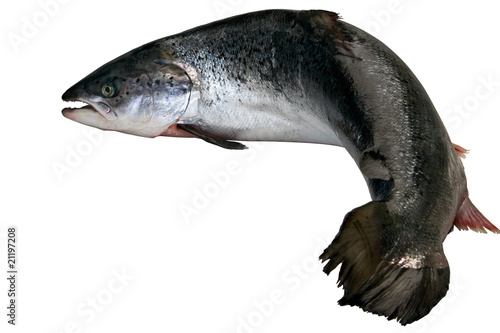saumon