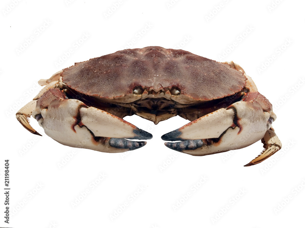 dungenes crab dungenes crab