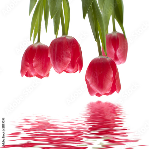 Fototapeta Naklejka Na Ścianę i Meble -  Isolated tulips rotated.