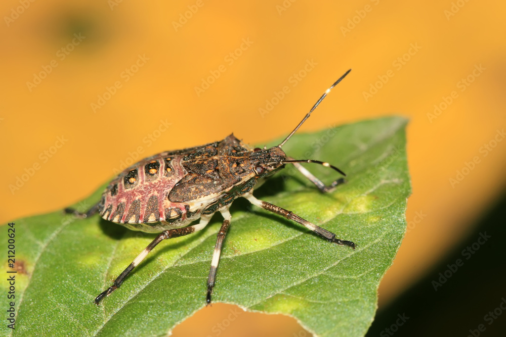 stinkbug stinkbug