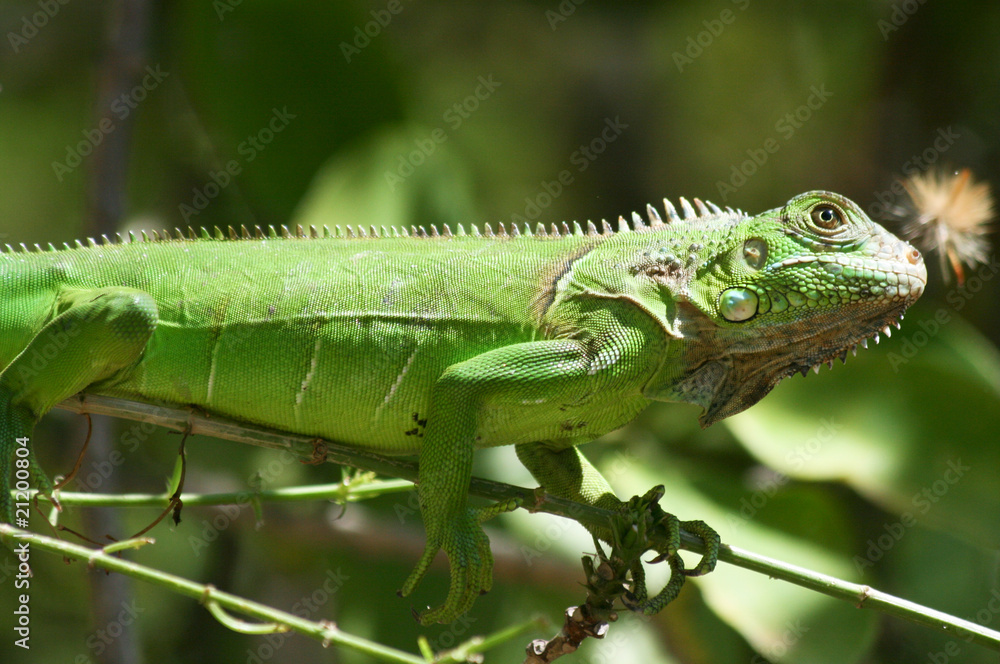 custom made wallpaper toronto digitalIguana verde