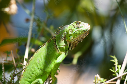 Wallpaper Mural Iguana Iguana Torontodigital.ca