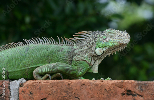 Wallpaper Mural Iguana verde con el ojo cerrado Torontodigital.ca