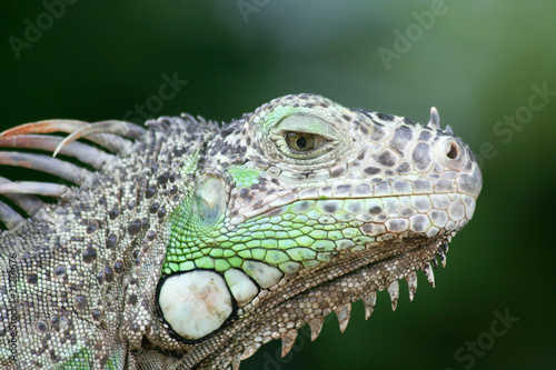 Wallpaper Mural Iguana iguana Torontodigital.ca