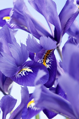 Papier peint photo Iris Iris violets en bouquet naturel  © Maksim Shebeko