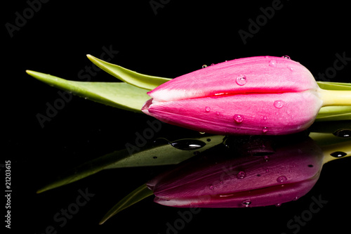 Fototapeta Naklejka Na Ścianę i Meble -  Tulip flower