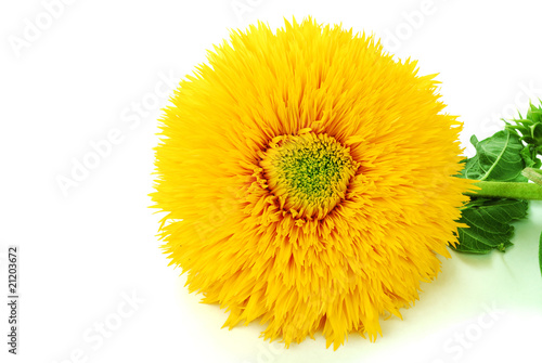 sunflower image for an interior