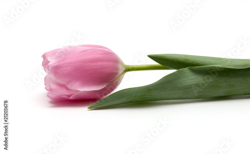 Canvastavla pink tulip
