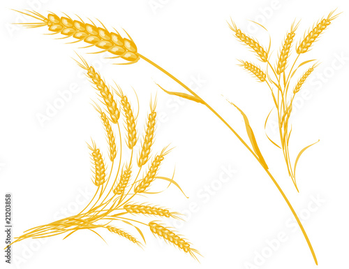 Wheat