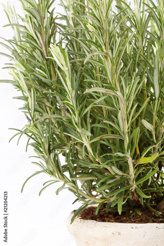 rosemary plant. rosemary plant.