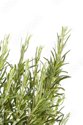 rosemary plant.