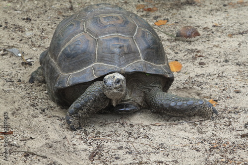 seychelles denis island tartaruga
