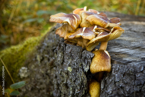 Mushrooms on tree stump