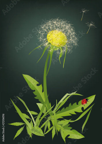 Dandelion