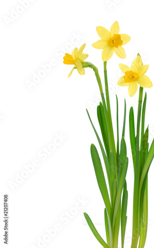 Spring daffodils