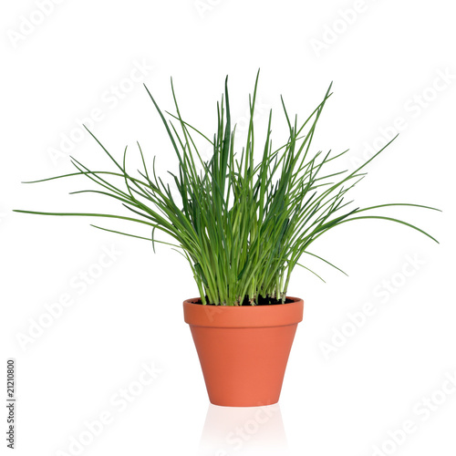 Chive Herb Plant