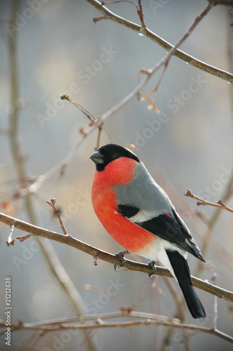 Photo bullfinch perched on a branch