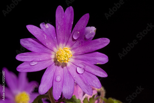 Purple Anemone, covered with dewdrops