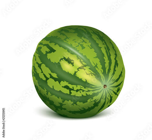 vector watermelon
